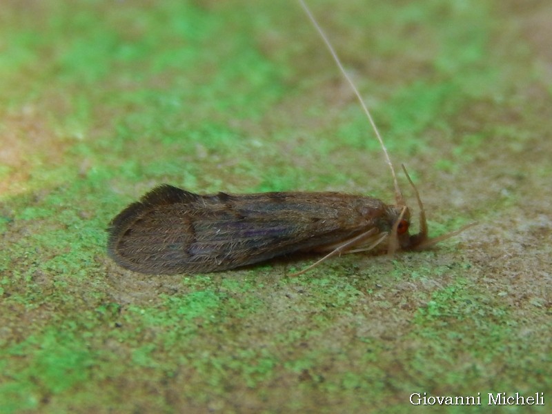 Leptoceridae:  Oecetis notata